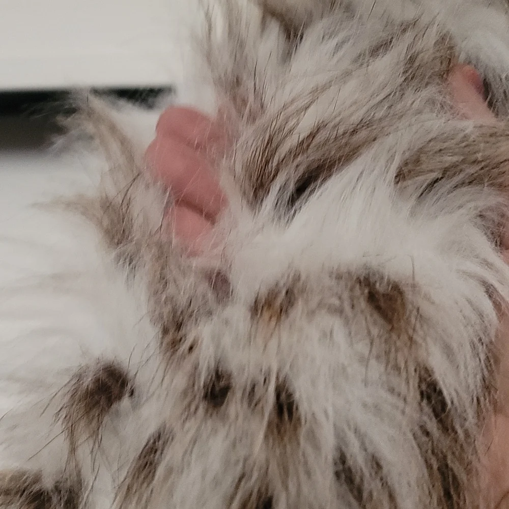 Fake Lynx stole or scarf - Picture 3 of 6